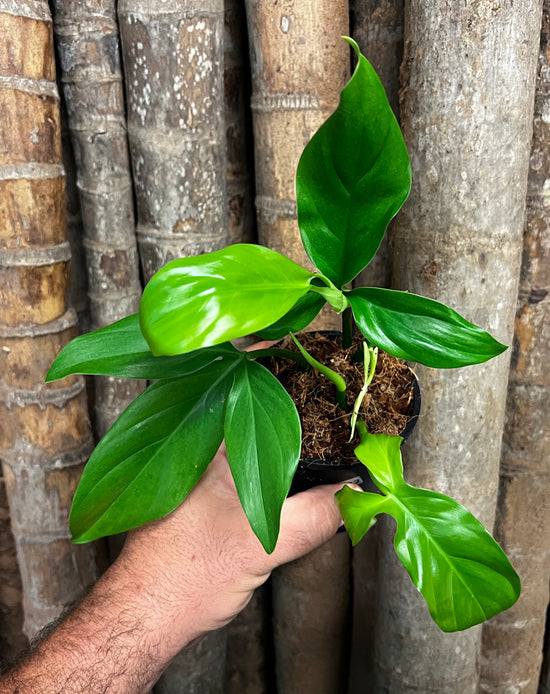 Philodendron &