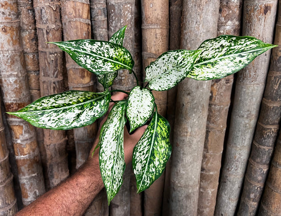 Aglaonema &