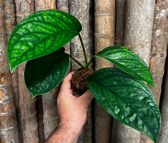 Monstera &