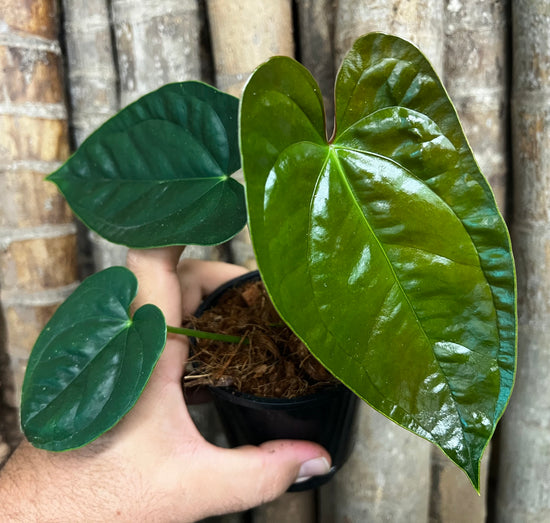 Anthurium (Luxurians x Radicans) x Papillilaminum PL127