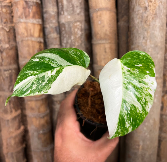 Monstera borsigiana &