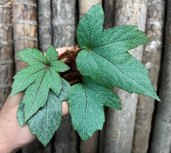 Begonia &