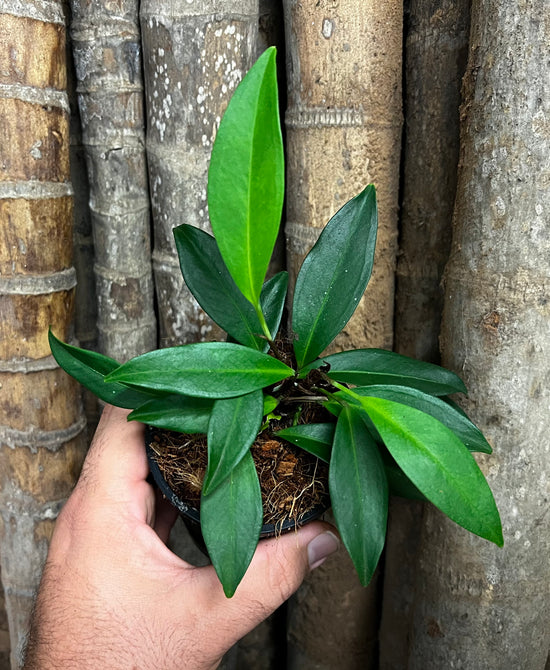 Anthurium &
