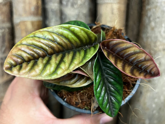Labisia sp. PL141