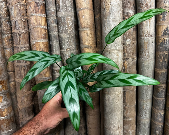 Calathea &