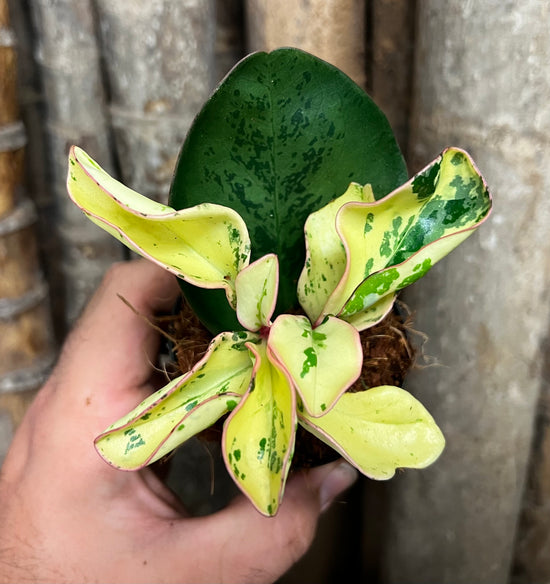 Peperomia &