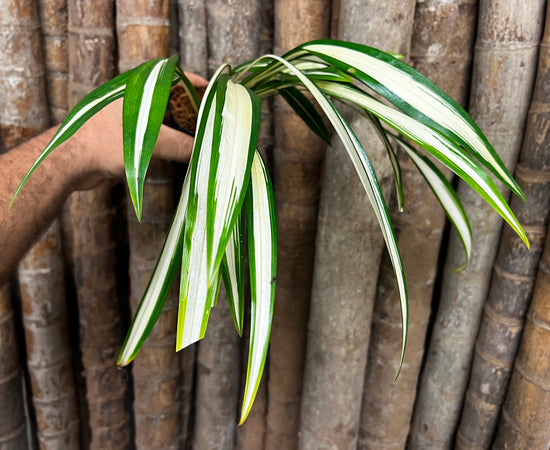 Chlorophytum  capense &