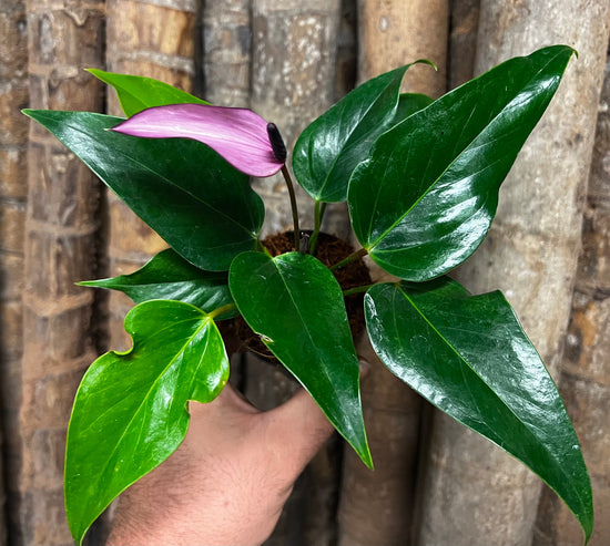 Anthurium &