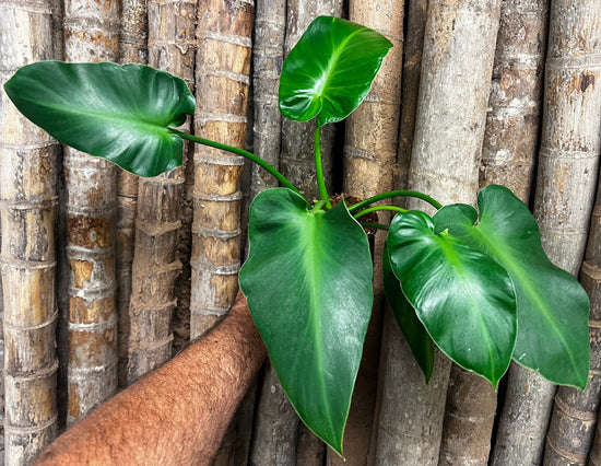 Philodendron rugosum &