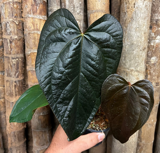 Anthurium &