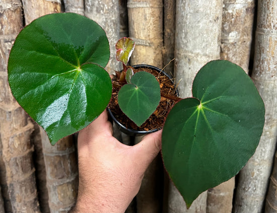 Begonia &