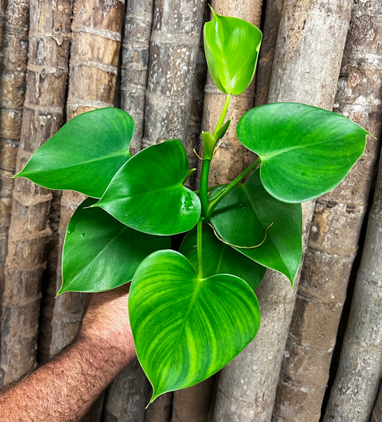 Philodendron &