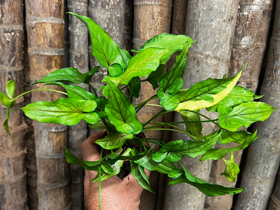 Syngonium &