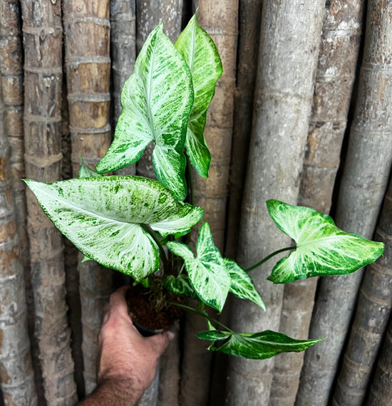 Syngonium &