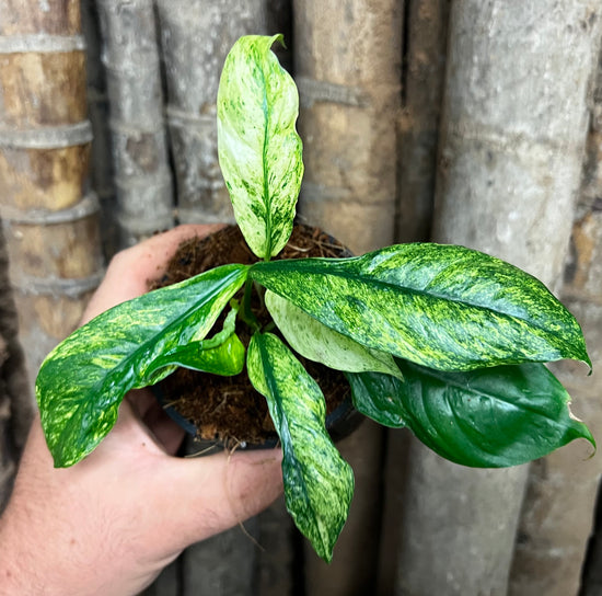 Rhaphidophora perbula &