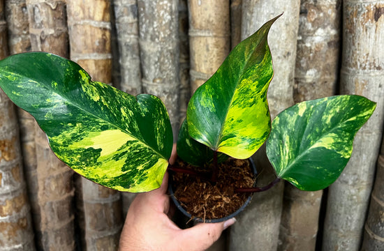 Philodendron &