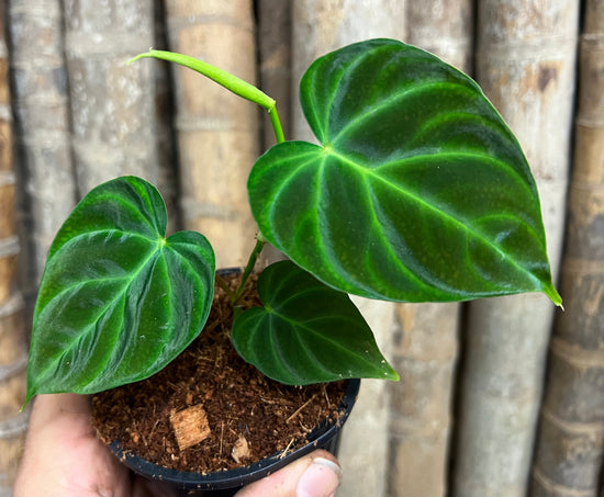 Philodendron &