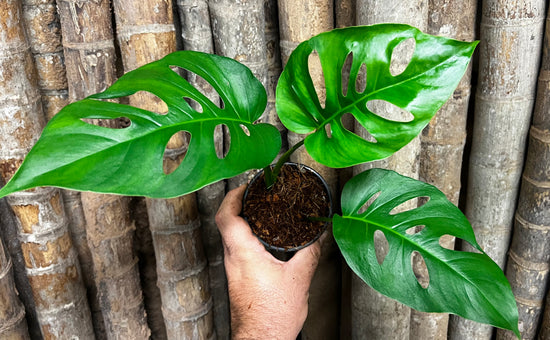 Monstera &