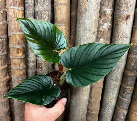 Philodendron &