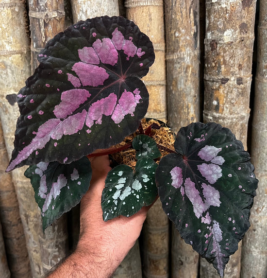 Fancy Begonia C1