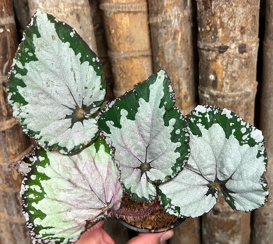 Fancy Begonia C2
