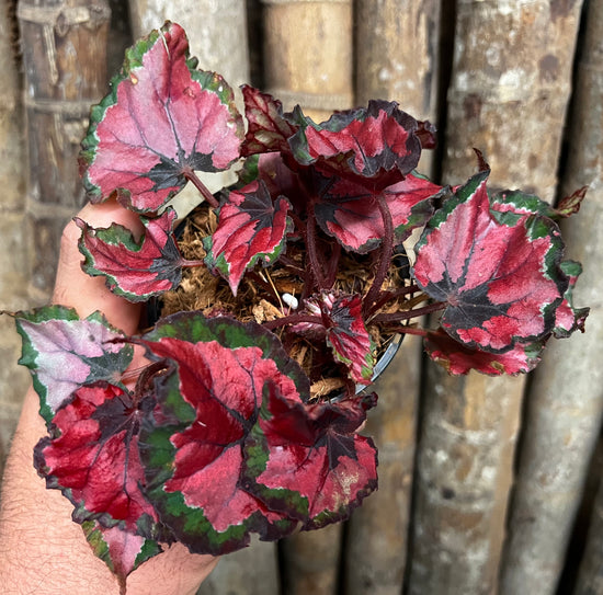 Fancy Begonia C3