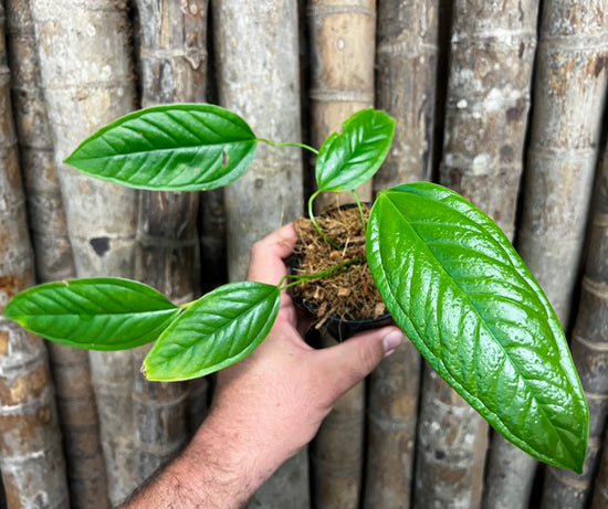 Anthurium &