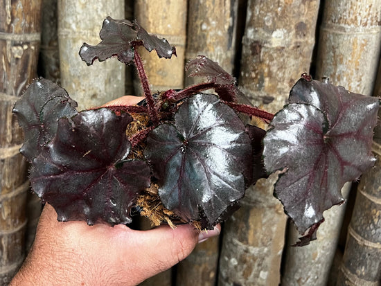 Fancy Begonia C13