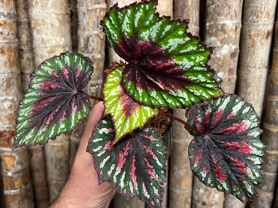Begonia &