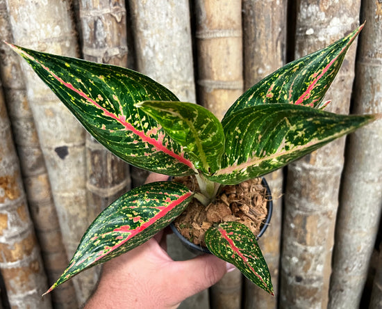 Aglaonema &