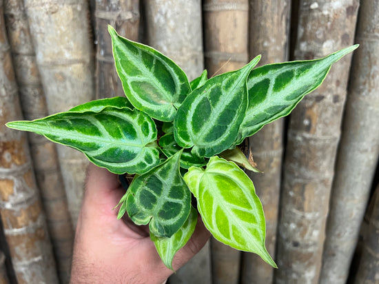 Anthurium &