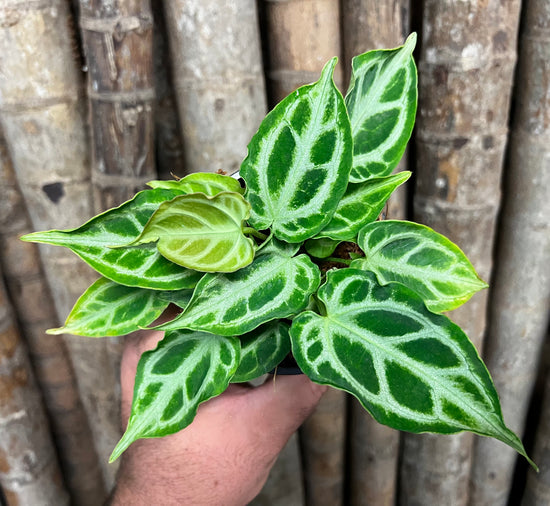 Anthurium &