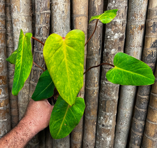 Philodendron &