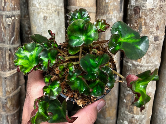 Begonia &