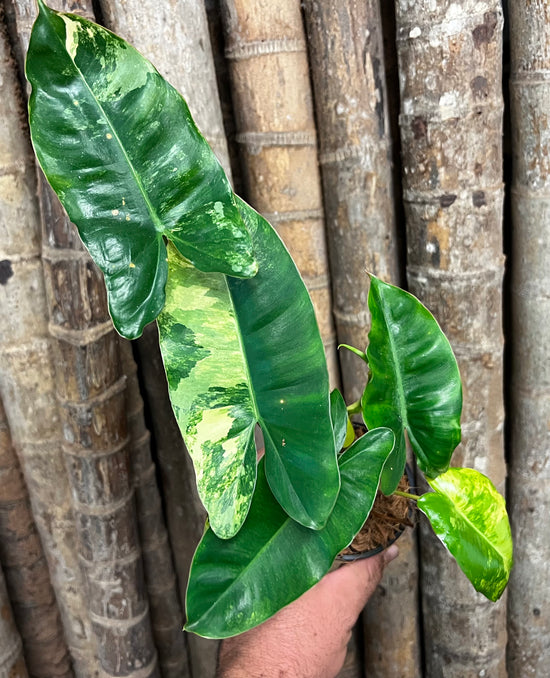 Philodendron &