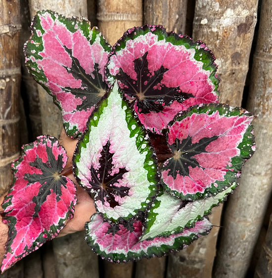 Fancy Begonia C39