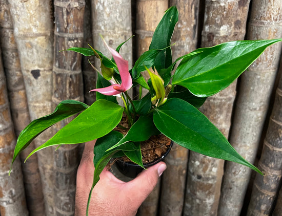 Anthurium &
