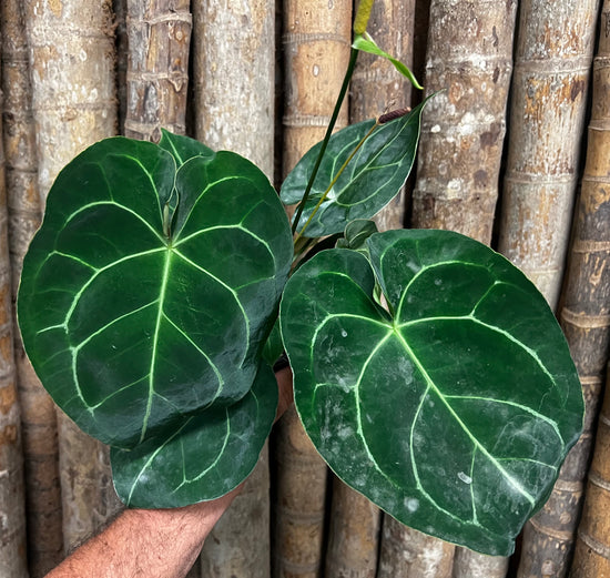 Anthurium &