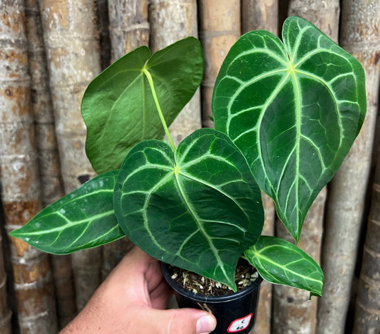 Anthurium &