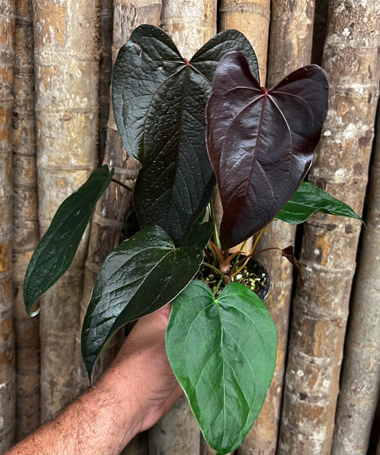 Anthurium &