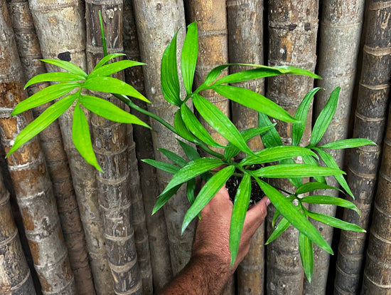 Monstera &