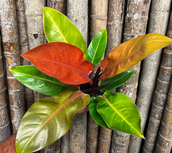 Philodendron &