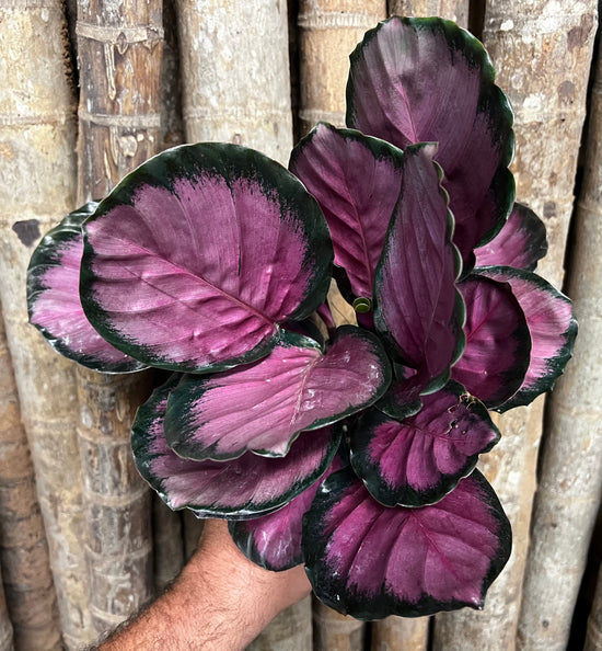 Calathea &