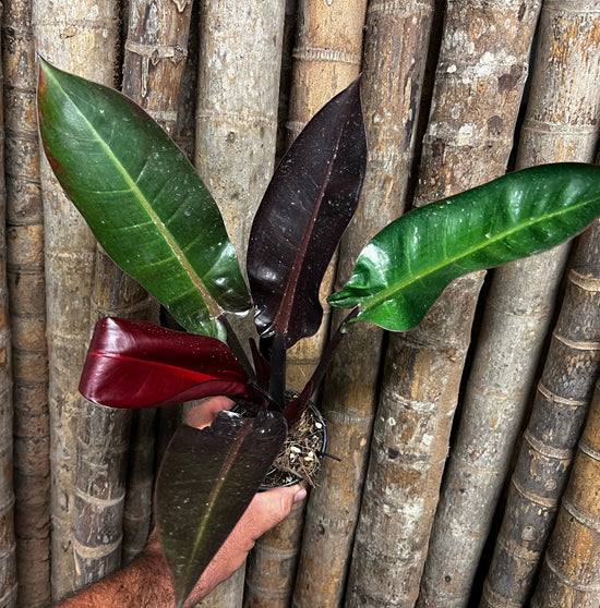Philodendron &