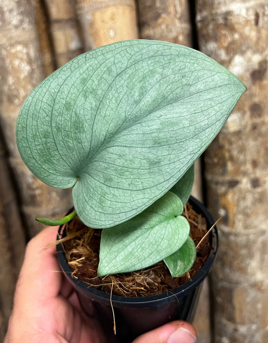 Scindapsus &