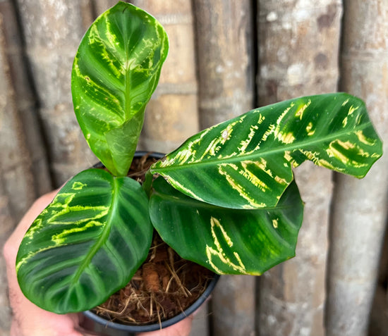 Calathea zebrina &
