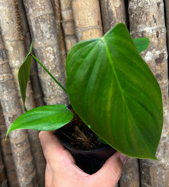 Philodendron &