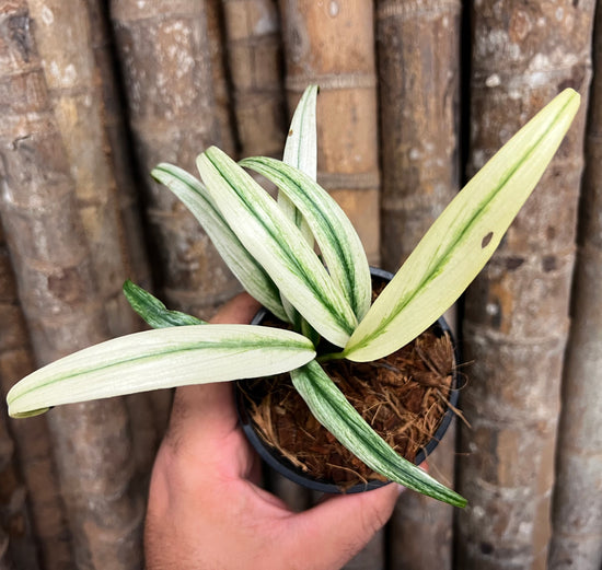 Epipremnum amplissimum &