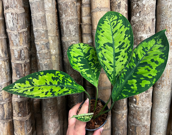Adelonema wallisii &