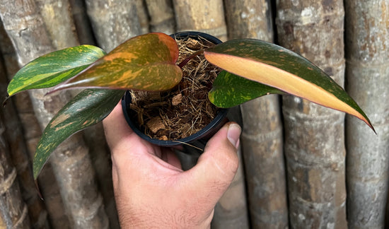 Philodendron &